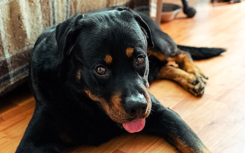 Rottweiler allongé - Assurance animaux Assurvéto