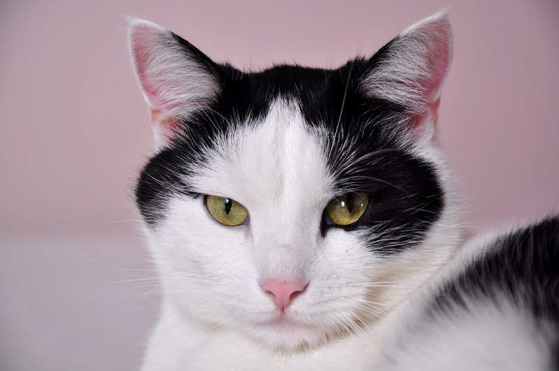 Chat noir et blanc - Assurance animaux Assurvéto