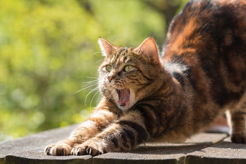 Chat marron qui s'étire - Assurance animaux Assurvéto