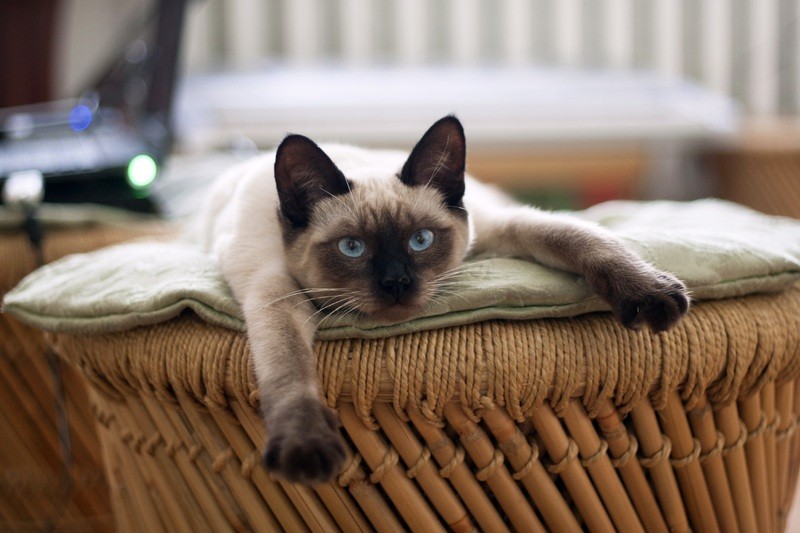 Chat Siamois qui se repose - Assurance animaux Assurvéto