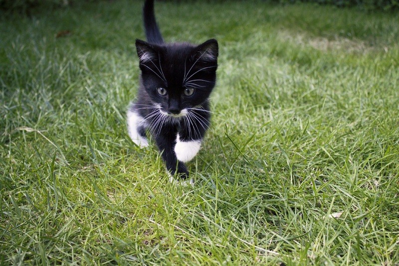 Chaton noir et blanc dans l'herbe - Assurance animaux Assurvéto