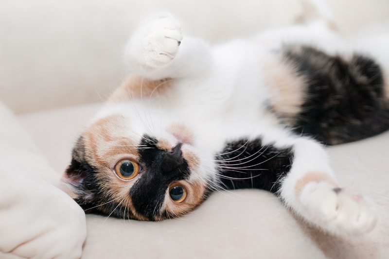 Chat tricolore sur le dos - Assurance animaux Assurvéto