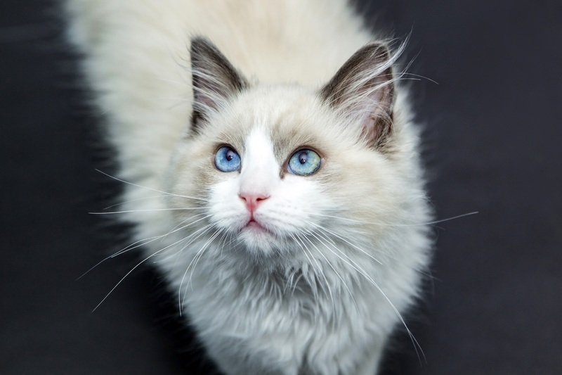 Chat Persan au yeux bleus - Assurance animaux Assurvéto