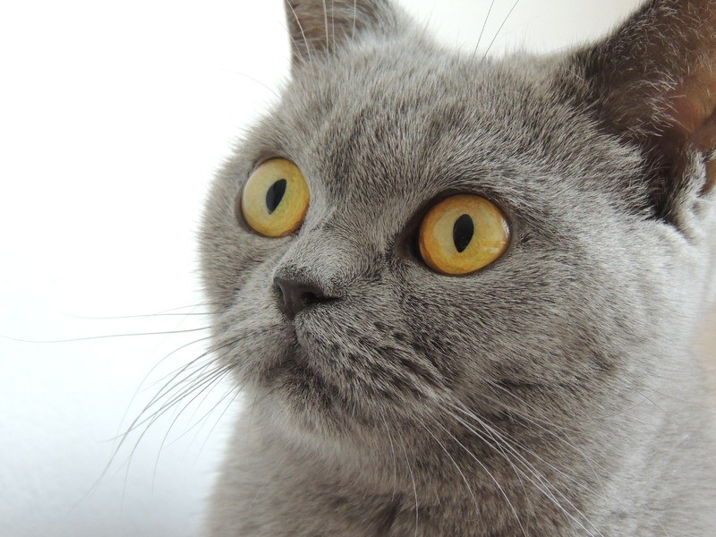 Chat gris gros plan - Assurance animaux Assurvéto