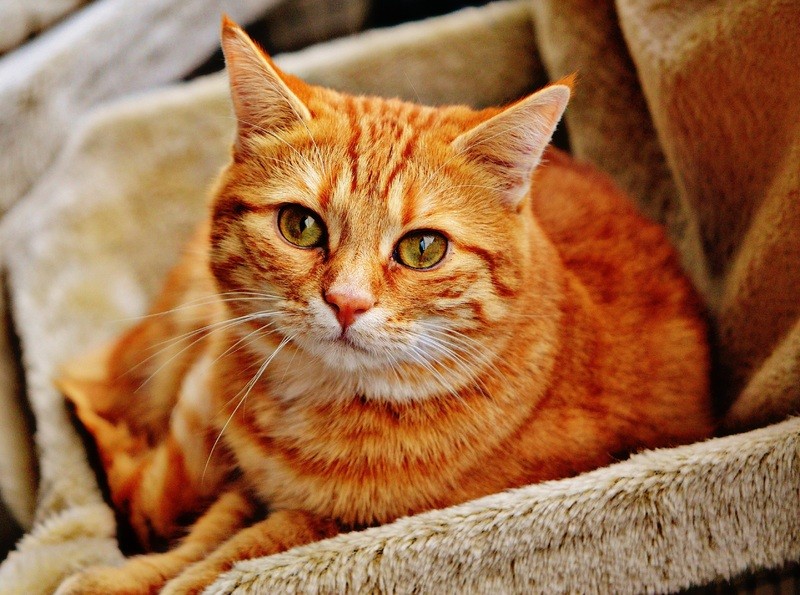 Chat roux dans son panier - Assurance animaux Assurvéto
