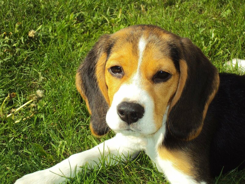 Chien Beagle dans l'herbe - Assurance animaux Assurvéto
