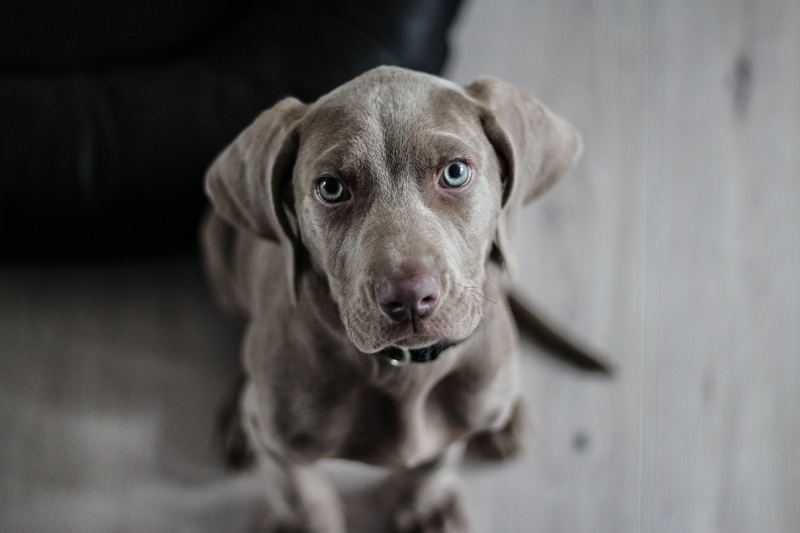 Chien gris aux yeux bleus - Assurance animaux Assurvéto