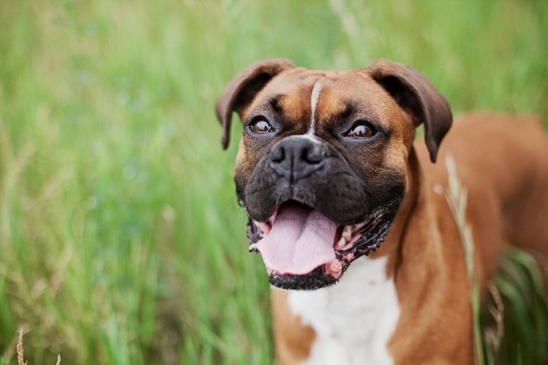 Chien Boxer - Assurance animaux Assurvéto