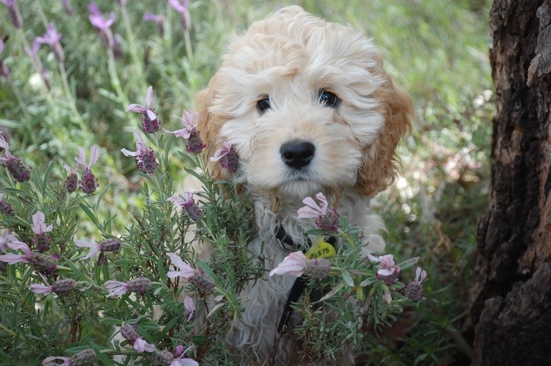 Chien Bichon dans les fleurs - Assurance animaux Assurvéto