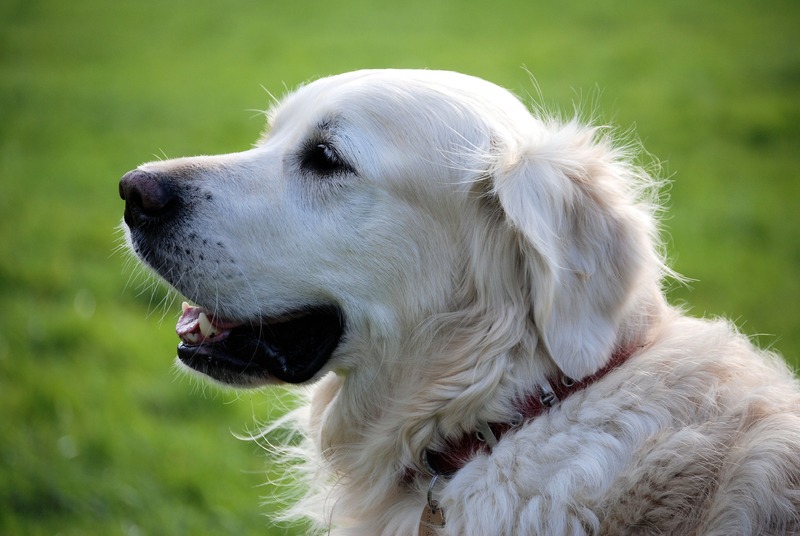 Chien Golden Retriver - Assurance animaux Assurvéto