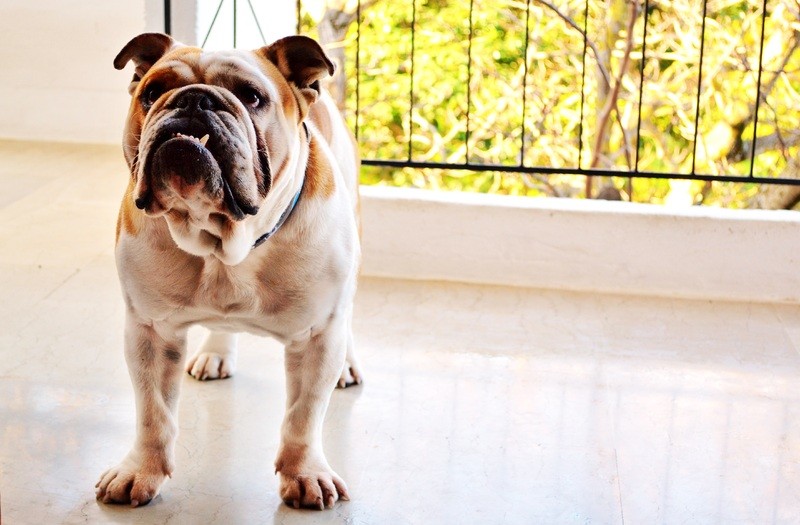 Chien Bouledogue - Assurance animaux Assurvéto