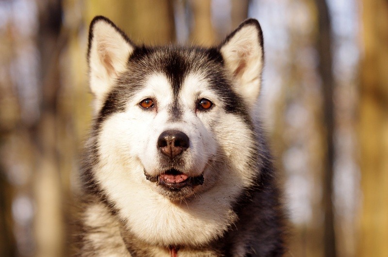 Chien Husky - Assurance animaux Assurvéto