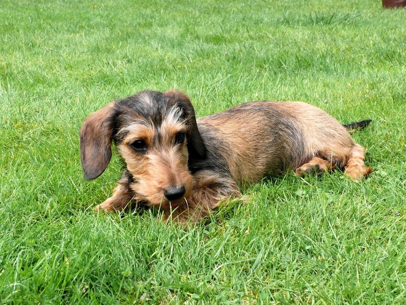 Chien Basset dans l'herbe - Assurance animaux Assurvéto
