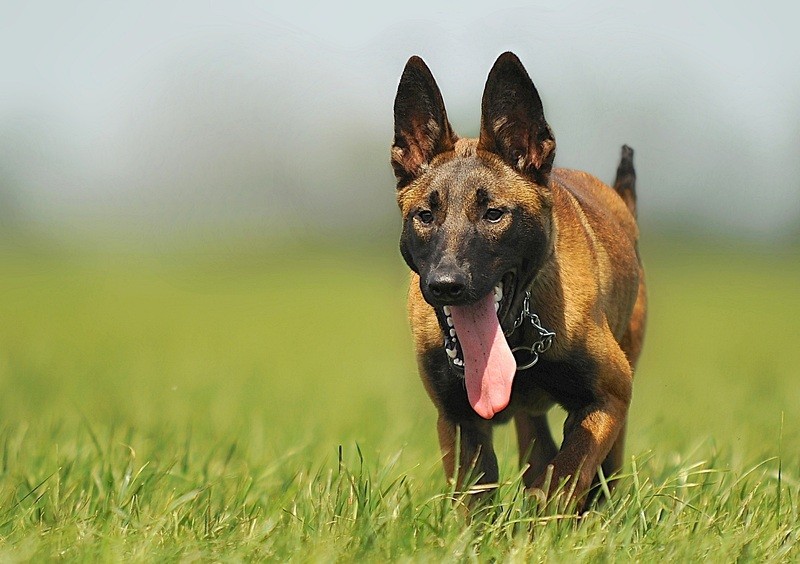 Chien Malinois - Assurance animaux Assurvéto