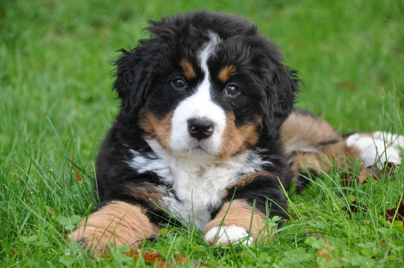 Chiot Bouvier dans l'herbe - Assurance animaux Assurvéto