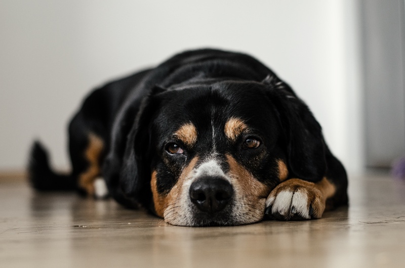 Chien noir et marron qui se repose - Assurance animaux Assurvéto