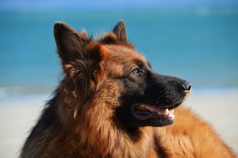 Chien Berger Allemand - Assurance animaux Assurvéto