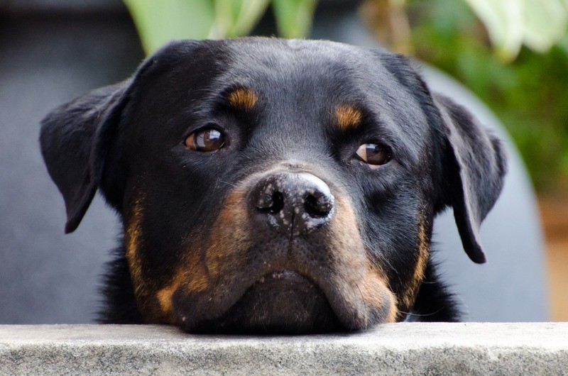 Chien Rottweiller - Assurance animaux Assurvéto