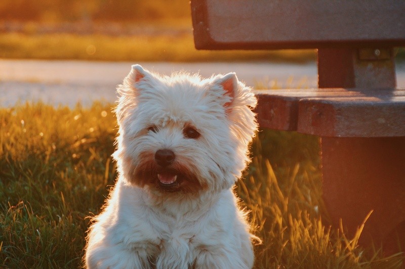 Chien Westie dans l'herbe - Assurance animaux Assurvéto