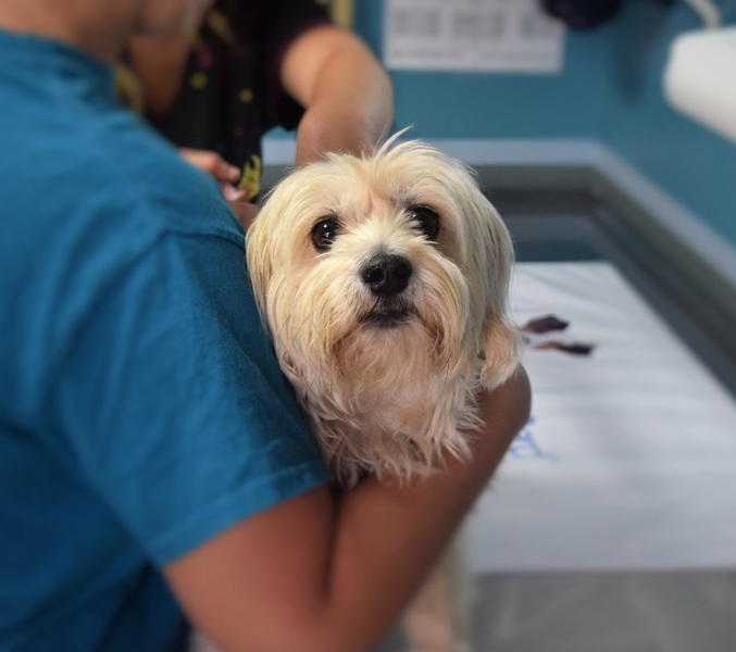 Petit chien chez le vétérinaire - Assurance animaux Assurvéto