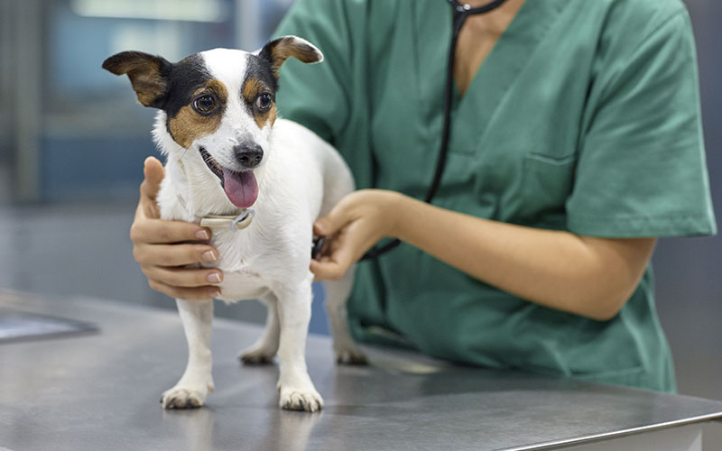 Petit chien chez le vétérinaire - Assurance animaux Assurvéto