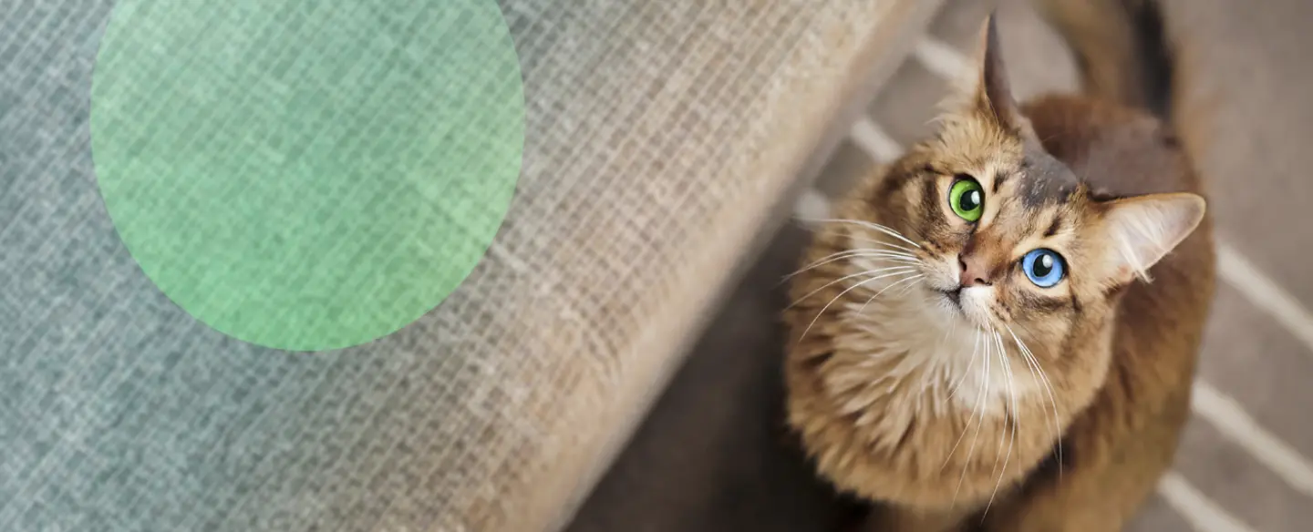 Chat avec des yeux vert et bleu - Assurance animaux Assurvéto